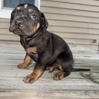 Candle, a male Catahoula Leopard Dog for sale in Macomb, IL – Photo 10 of 10