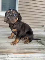 Candle, a male Catahoula Leopard Dog for sale in Macomb, IL – Photo 10 of 10