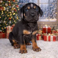 Candle, a male Catahoula Leopard Dog for sale in Macomb, IL – Photo 1 of 10