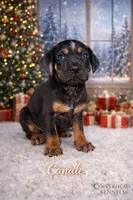 Candle, a male Catahoula Leopard Dog for sale in Macomb, IL – Photo 1 of 10