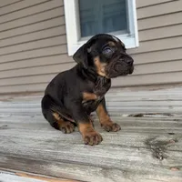 Candle, a male Catahoula Leopard Dog for sale in Macomb, IL – Photo 7 of 10