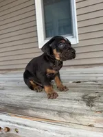 Candle, a male Catahoula Leopard Dog for sale in Macomb, IL – Photo 7 of 10