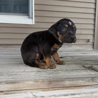 Candle, a male Catahoula Leopard Dog for sale in Macomb, IL – Photo 9 of 10