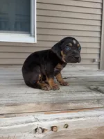 Candle, a male Catahoula Leopard Dog for sale in Macomb, IL – Photo 9 of 10