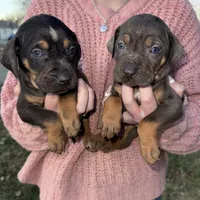 Candle, a male Catahoula Leopard Dog for sale in Macomb, IL – Photo 3 of 10