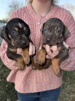 Candle, a male Catahoula Leopard Dog for sale in Macomb, IL – Photo 3 of 10