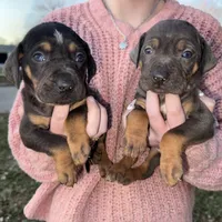 Candle, a male Catahoula Leopard Dog for sale in Macomb, IL – Photo 4 of 10