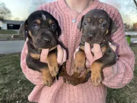 Candle, a male Catahoula Leopard Dog for sale in Macomb, IL – Photo 4 of 10