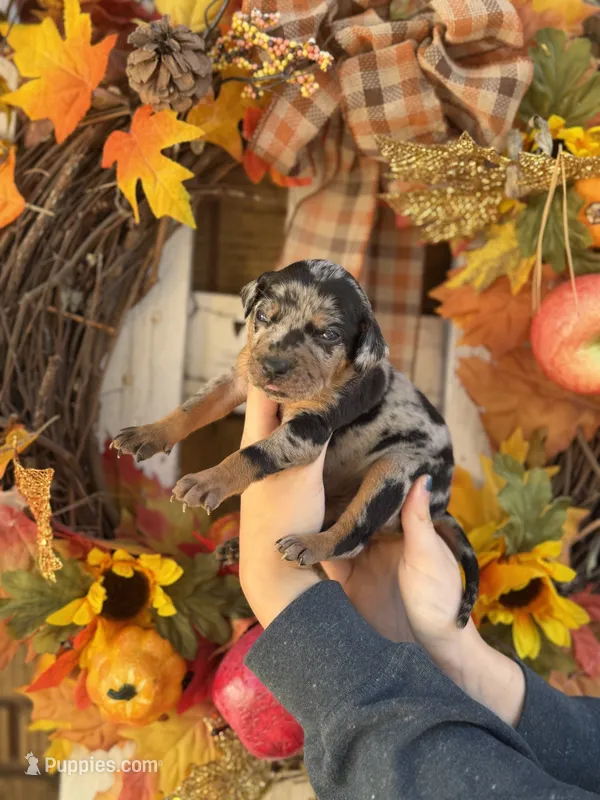 Velvet – Catahoula Leopard Dog puppy for sale in Bushnell, IL
