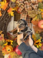 Velvet, a female Catahoula Leopard Dog for sale in Bushnell, IL – 1 of 2