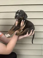 Matte, a male Catahoula Leopard Dog for sale in Bushnell, IL – 3 of 3