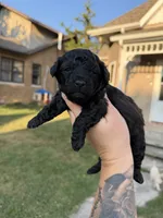Snap, a male Poodle - Toy  for sale in Bushnell, IL – 3 of 4
