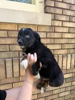 Corncob, a male Australian Shepherd for sale in Bushnell, IL – 3 of 4