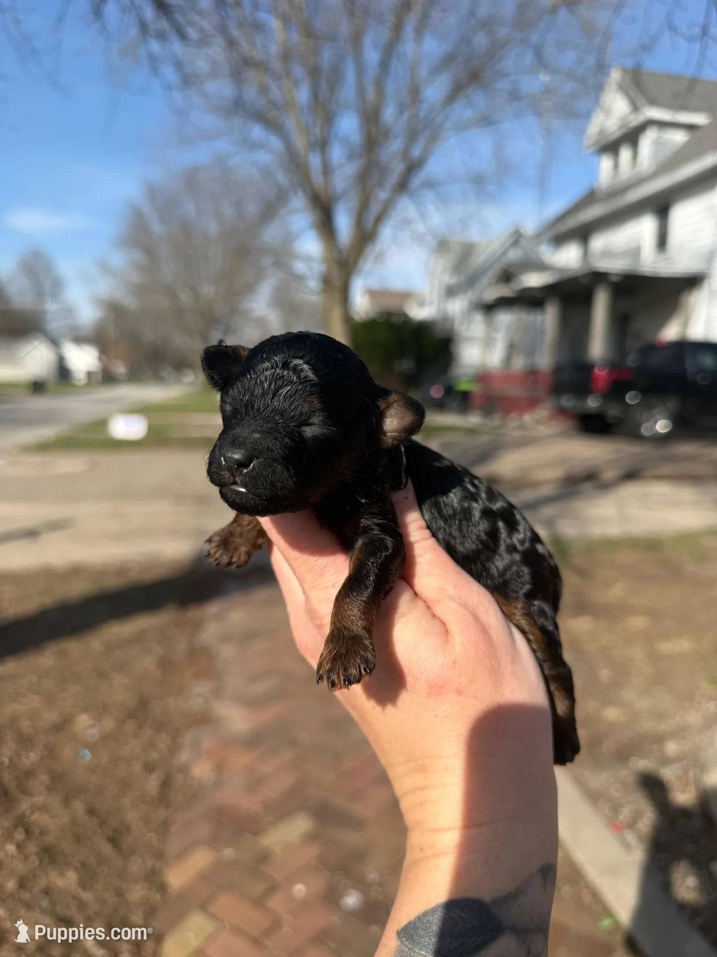 Cleo – Poodle - Toy  puppy for sale in Macomb, IL