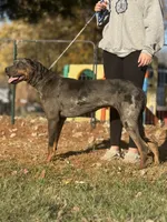 Kiyah, a female Catahoula Leopard Dog for sale in Bushnell, IL – 4 of 5