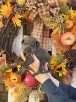 Jack, a male Catahoula Leopard Dog for sale in Bushnell, IL – 2 of 2