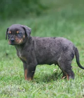 Talon, a male Catahoula Leopard Dog for sale in Bushnell, IL – 2 of 7