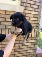 Kale, a male Australian Shepherd for sale in Bushnell, IL – 2 of 5
