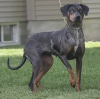 Kiyah, a female Catahoula Leopard Dog for sale in Bushnell, IL – 3 of 3