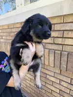 Kale, a male Australian Shepherd for sale in Bushnell, IL – 4 of 5