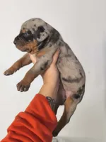Rogue, a female Catahoula Leopard Dog for sale in Bushnell, IL – 2 of 5