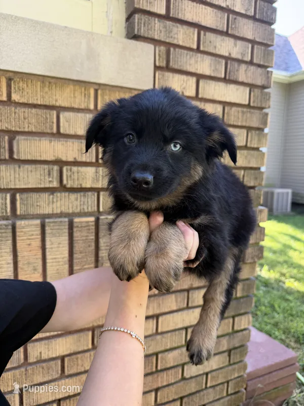 Kale – Australian Shepherd puppy for sale in Bushnell, IL