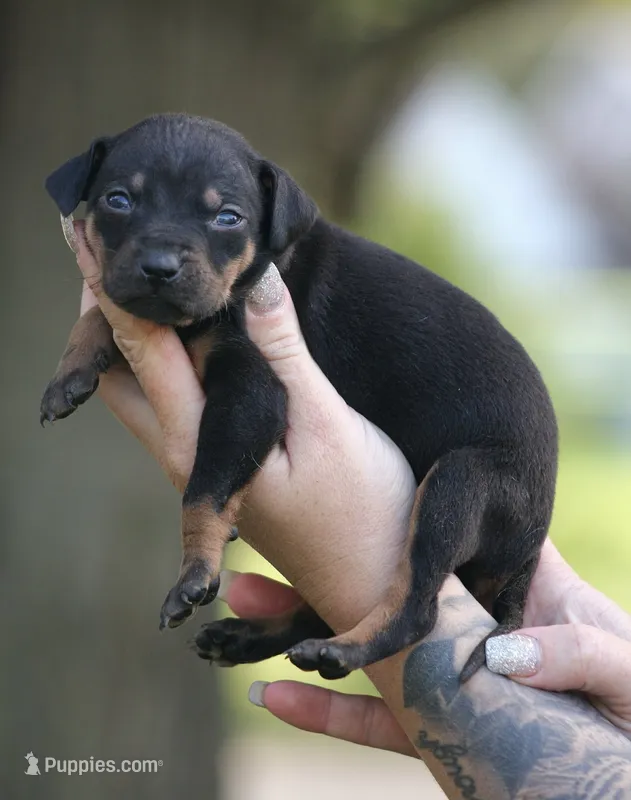 Toddy – Catahoula Leopard Dog puppy for sale in Bushnell, IL