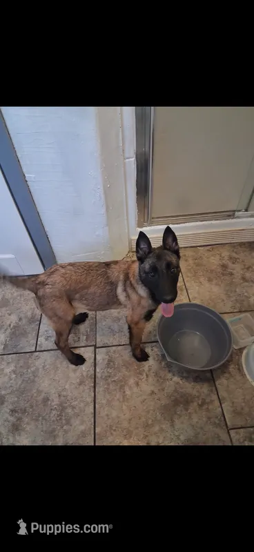 Nelly – Belgian Malinois puppy for sale in Bushnell, IL