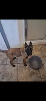 Nelly, a female Belgian Malinois for sale in Bushnell, IL – 1 of 3