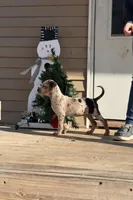 Bohdi, a male Catahoula Leopard Dog for sale in Macomb, IL – Photo 1 of 3