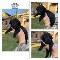 Snap, a male Poodle - Toy  for sale in Bushnell, IL – 2 of 4