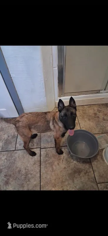 Nelly – Belgian Malinois puppy for sale in Macomb, IL