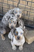 Snowdrop, a female Catahoula Leopard Dog for sale in Macomb, IL – Photo 2 of 3