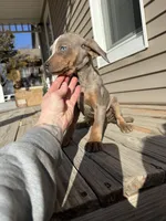 Snowdrop, a female Catahoula Leopard Dog for sale in Macomb, IL – Photo 3 of 3