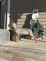 Snowdrop, a female Catahoula Leopard Dog for sale in Macomb, IL – Photo 1 of 3