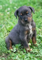 Talon, a male Catahoula Leopard Dog for sale in Bushnell, IL – 4 of 7