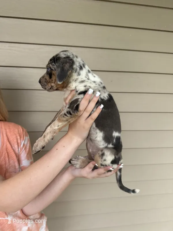 Glow – Catahoula Leopard Dog puppy for sale in Bushnell, IL