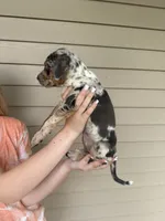 Glow, a female Catahoula Leopard Dog for sale in Bushnell, IL – 1 of 2