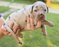 Roush, a male Catahoula Leopard Dog for sale in Bushnell, IL – 2 of 4