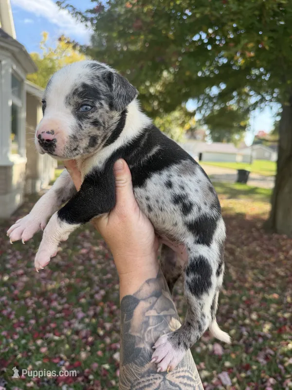 Porter – Catahoula Leopard Dog puppy for sale in Bushnell, IL