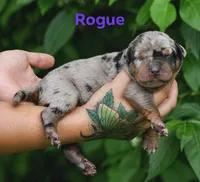 Rogue, a female Catahoula Leopard Dog for sale in Bushnell, IL – 5 of 5