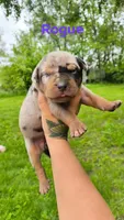 Rogue, a female Catahoula Leopard Dog for sale in Bushnell, IL – 3 of 5