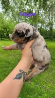 Rogue, a female Catahoula Leopard Dog for sale in Bushnell, IL – 4 of 5
