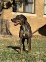 Kiyah, a female Catahoula Leopard Dog for sale in Bushnell, IL – 3 of 5