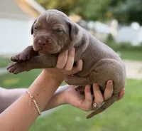 Coyote, a male Catahoula Leopard Dog for sale in Bushnell, IL – 1 of 5