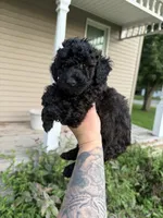 Snap, a male Poodle - Toy  for sale in Bushnell, IL – 3 of 3