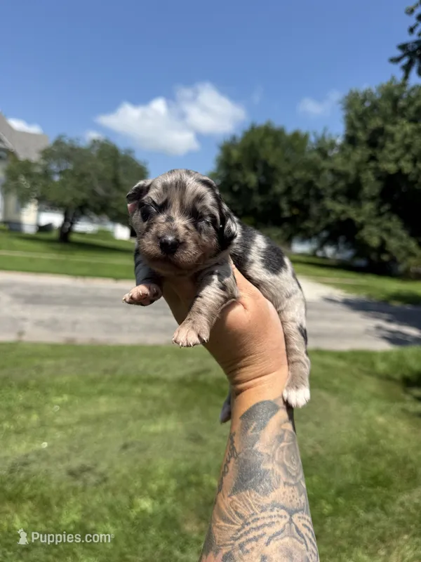 Peach – Australian Shepherd puppy for sale in Bushnell, IL