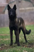 Gator, a male Belgian Malinois for sale in Bushnell, IL – 3 of 3