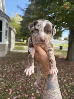 Kerchak, a male Catahoula Leopard Dog for sale in Bushnell, IL – 3 of 8