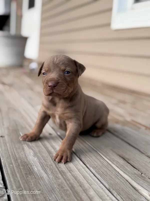 Coyote – Catahoula Leopard Dog puppy for sale in Bushnell, IL
